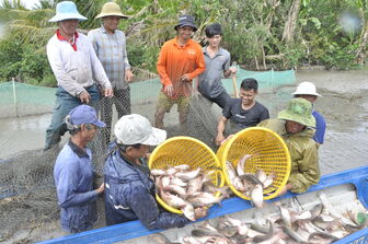 Thêm thu nhập từ mô hình nuôi cá trên đồng lũ