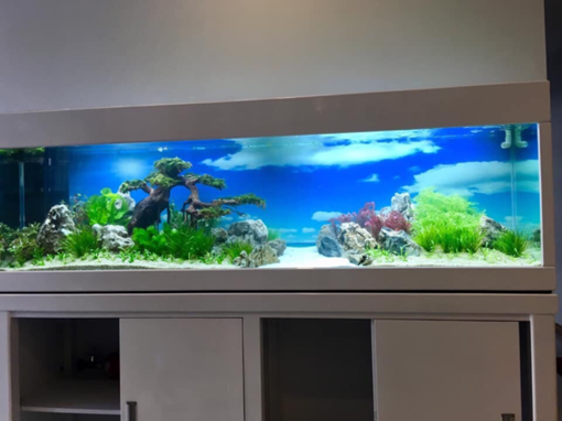 Hướng dẫn thi công hồ cá thủy sinh đẹp, đơn giản tại nhà