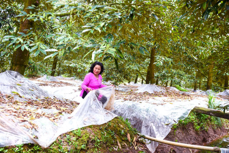 Trồng sầu riêng “né” mặn hiệu quả cao