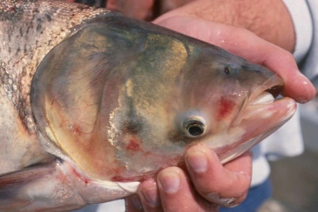 Loại cá Việt bình dân nhiều DHA như cá hồi, nấu được nhiều món