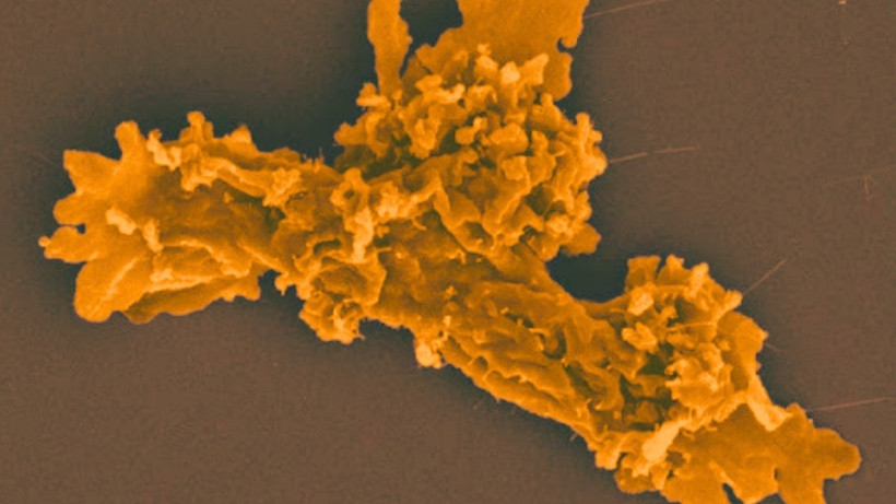 Phát hiện loài sinh vật mới sống sót ở nhiệt độ cao kỷ lục