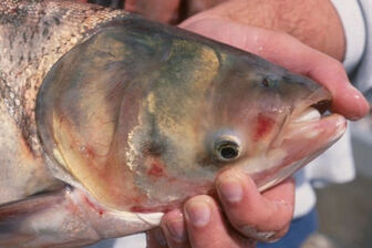 Loại cá Việt bình dân nhiều DHA như cá hồi, nấu được nhiều món