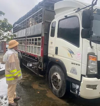 Tạm giữ 2 xe tải chở 7,2 tấn heo nghi nhiễm dịch tả heo châu Phi