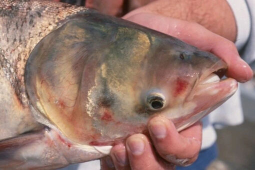 Loại cá Việt bình dân nhiều DHA như cá hồi, nấu được nhiều món