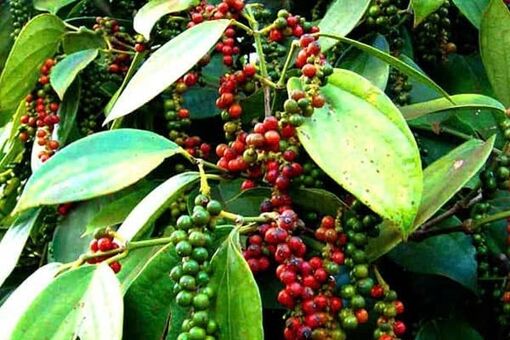 Bản tin nông sản hôm nay (5/12): Giá cà phê giảm mạnh