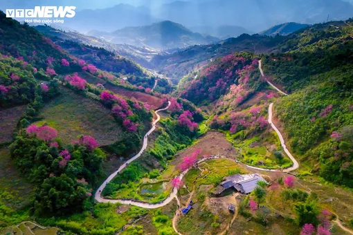 Sắc hồng hoa tớ dày phủ rực núi rừng Mù Cang Chải giữa ngày đông