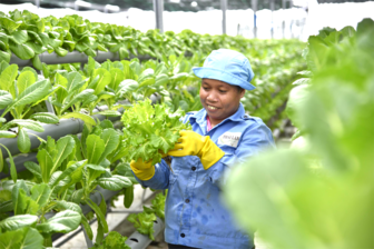 Nông dân An Giang năng động, sáng tạo