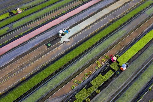 Nông dân An Giang năng động, sáng tạo