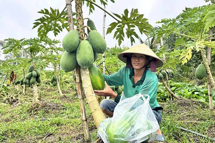 Liên kết trồng đu đủ ở xã Long Hưng - Hướng đi bền vững cùng doanh nghiệp