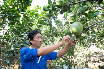 Nông dân tất bật vụ mùa Tết