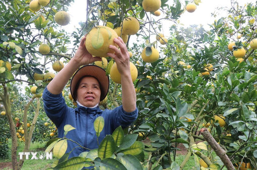 Cây cam, bưởi giúp nông dân Bắc Ninh thu tiền tỷ mỗi năm