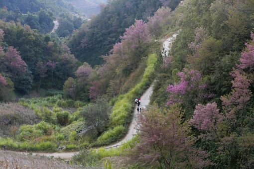 Đưa Mù Cang Chải trở thành điểm đến du lịch tiêu biểu Tây Bắc
