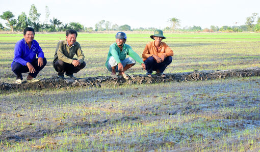 Nông dân mê lúa chất lượng cao