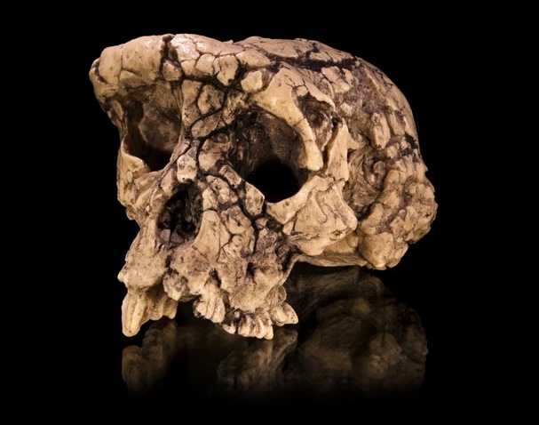 Phát hiện hóa thạch 7 triệu năm tuổi hé lộ 'tổ tiên đi thẳng' của loài người