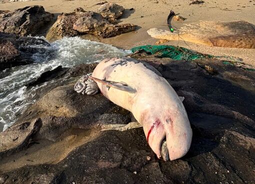 Phú Quốc: Cá heo trăm ký chết dạt vào bờ biển Bãi Thơm
