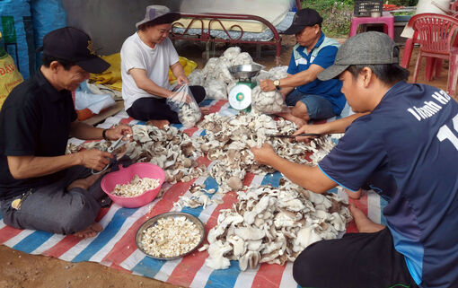 Triển vọng mô hình trồng nấm bào ngư