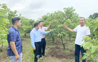 Đầu tư cây na Thái, vườn mai, cho thu nhập khá