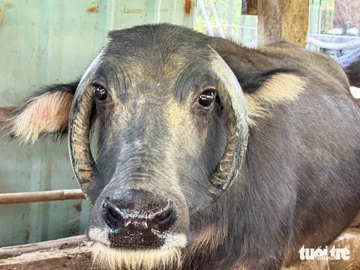 Trâu cái ở Đà Nẵng gây tò mò với cặp sừng mọc ngược như đeo "vòng cổ"