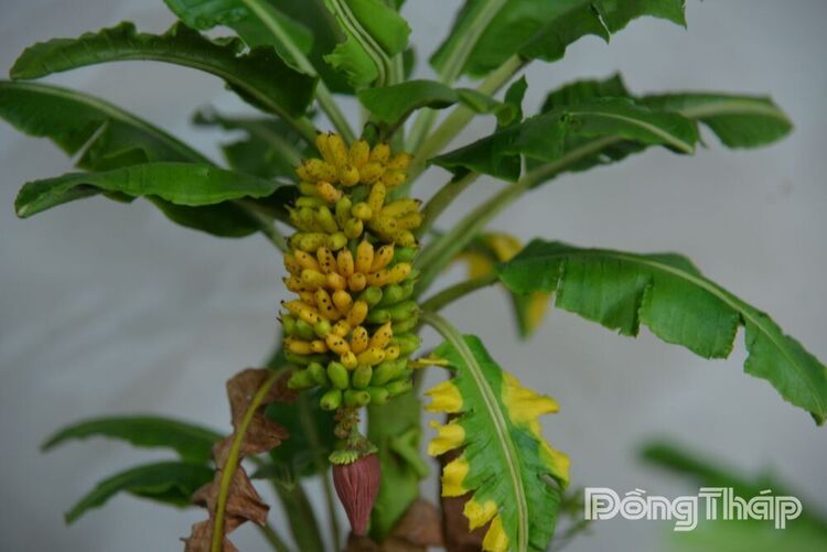 Chiêm ngưỡng các sản phẩm từ đất sét