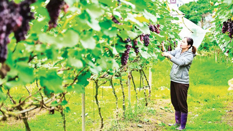 Nền móng cho nông nghiệp hiện đại