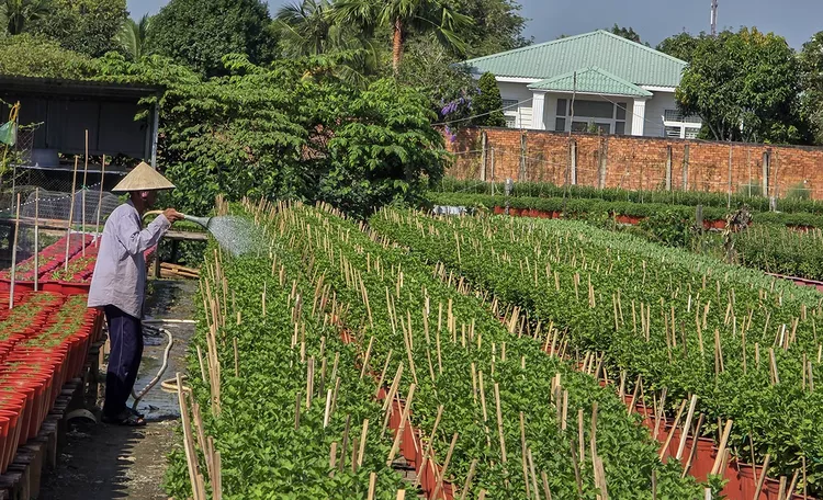 Cần Thơ: Cung ứng hơn 2 triệu chậu hoa kiểng và khoảng 103.000 tấn rau màu, trái cây dịp Tết