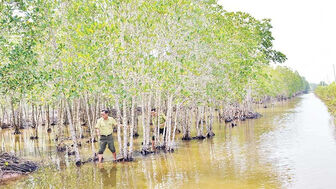 Hiệu quả trồng rừng phòng hộ ven biển