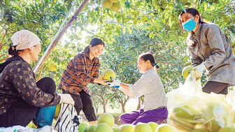 Nâng cao chất lượng trái cây, hoàn thiện quy trình canh tác phù hợp