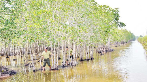 Hiệu quả trồng rừng phòng hộ ven biển