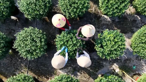 Thành công nhờ chuyển sang trồng thêm cúc đỏ