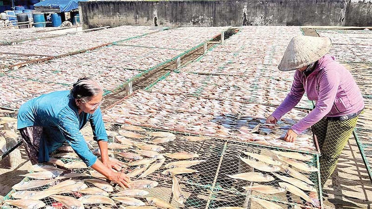 Làng cá khô Bình Thắng tất bật vào vụ
