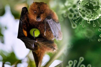 Nhật Bản thử nghiệm lâm sàng vaccine ngừa virus Nipah