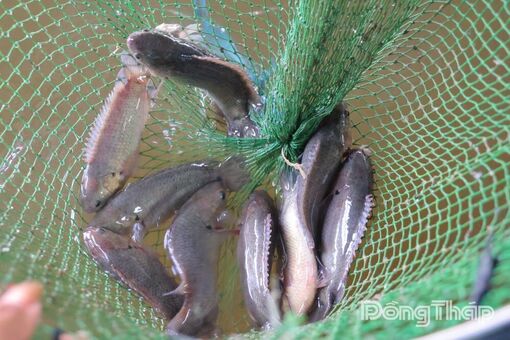 Nuôi thủy sản sạch theo hướng thích ứng thị trường và biến đổi khí hậu