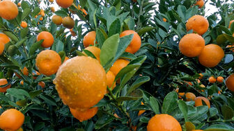 “Thủ phủ” quất cảnh rộn ràng vào vụ tết