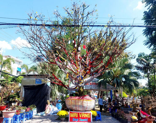 Mai vàng “khủng” ở chợ hoa xuân Long Xuyên