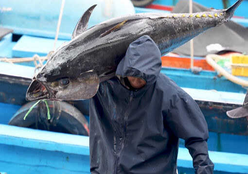 Ngư dân trúng đậm “lộc” biển đầu năm