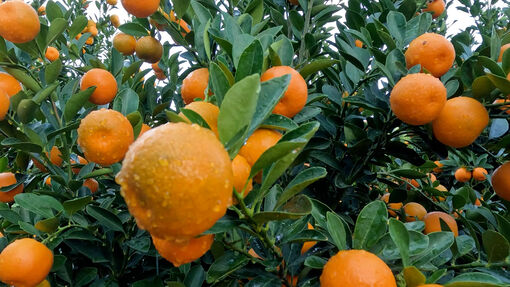 “Thủ phủ” quất cảnh rộn ràng vào vụ tết