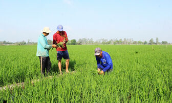 Đầu vụ vững, mùa lúa bền