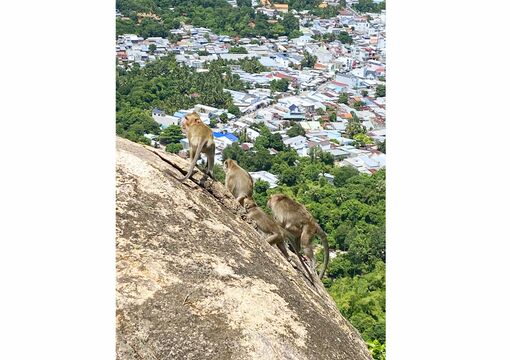 Thưởng ngoạn Anh Vũ Sơn