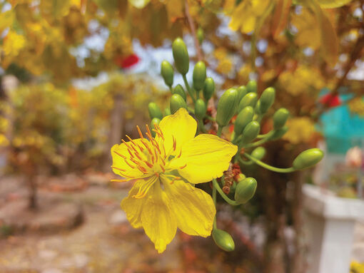 Những người canh mùa mai nở