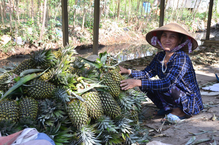 Mùa mới trên vùng đất phèn