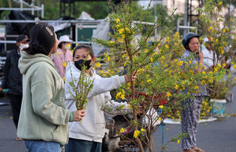 Chợ mai nhánh - nét độc đáo cuối năm ở phường Long Xuyên