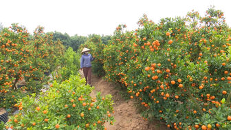 Nhộn nhịp vùng quất cảnh Thanh Hà