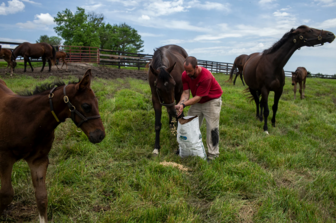 Những chú ngựa đánh thức hy vọng của những phận đời lạc lối