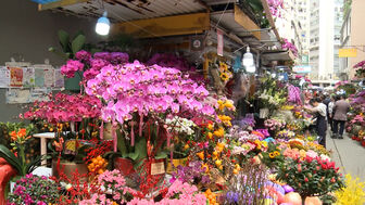 Thú chơi hoa lan ngày Tết của người dân Hong Kong (Trung Quốc)