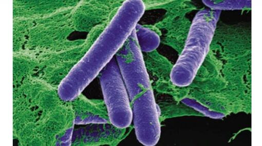 Nhiều địa phương xảy ra ngộ độc Botulinum, Bộ Y tế vào cuộc