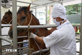 Chuyện về những con ngựa cống hiến cho y học ở trại chăn nuôi Suối Dầu