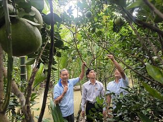 Đa tầng canh tác thích ứng với biến đổi khí hậu