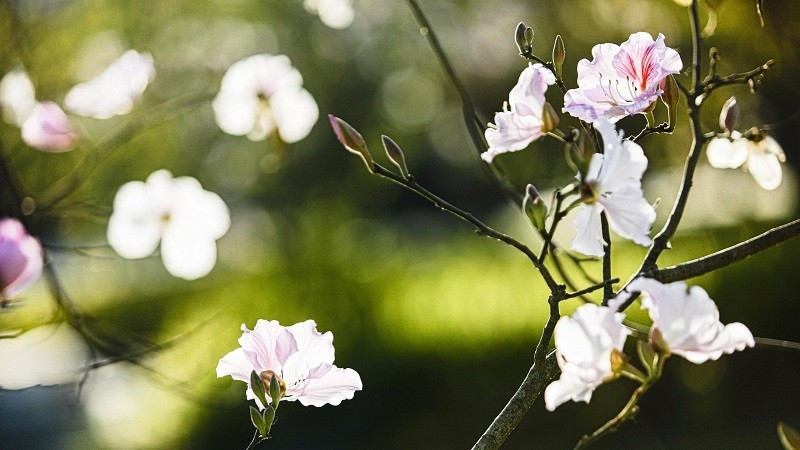 Phố núi Điện Biên sáng bừng trong sắc trắng hoa ban