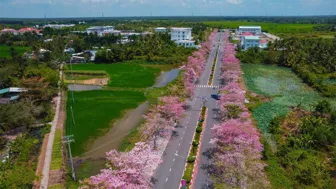 Con đường nhuộm hồng sắc hoa ở Cần Thơ thu hút du khách