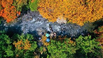 Hoa trang rừng nở rộ - 'nàng thơ' của đại ngàn Gia Lai thức giấc